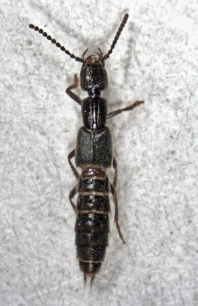 Файл:Cafius algophilus.jpg
