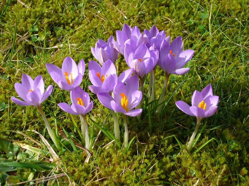Файл:Crocus etruscus01.jpg