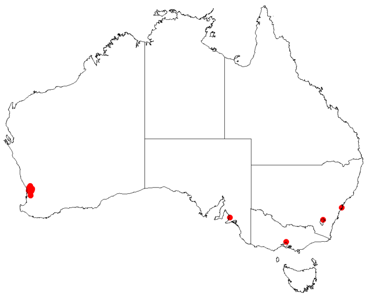 Файл:Hakea cristataDistMap30.png