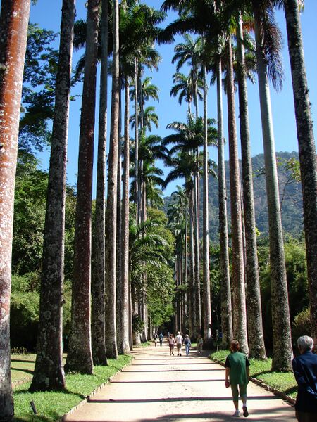 Файл:Imperial palm trees.JPG