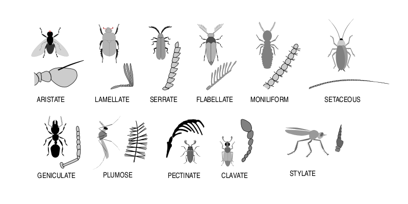 Файл:Insect antennae.svg