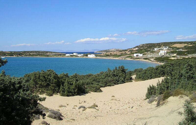 Файл:Juniperus macrocarpa Paros3.jpg