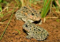 Proceratophrys moratoi
