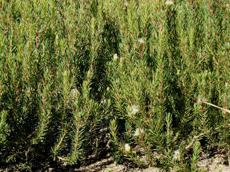 Файл:Protea lanceolata.JPG