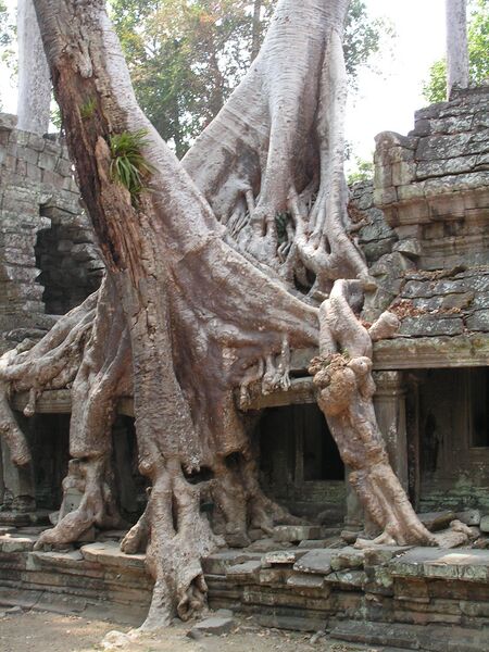 Файл:Tree intertwining with temple.jpg