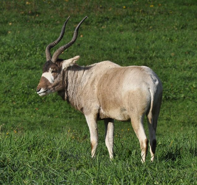 Файл:Addax (Addax nasomaculatus).JPG