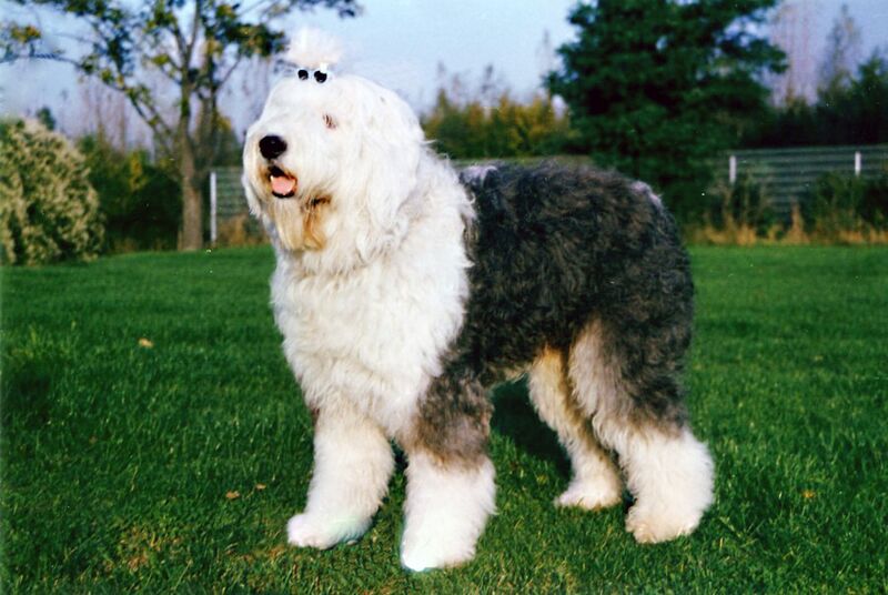 Файл:Bobtail.JPG