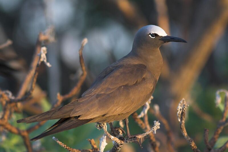 Файл:Common Noddy.jpg