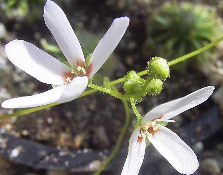 Файл:DroseraClosterostigmaFlora1.JPG