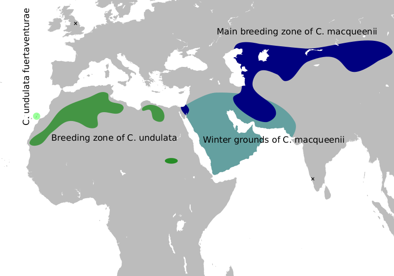 Файл:Houbara map.svg