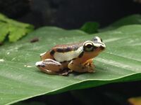 Hyperolius mitchelli