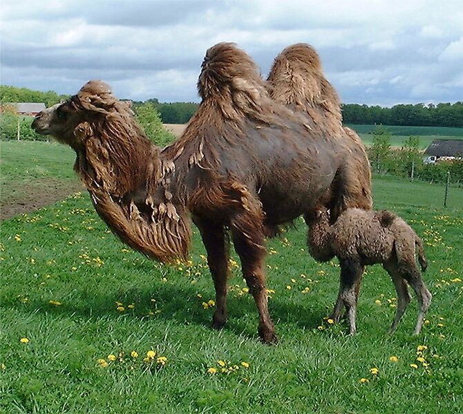 Файл:Kamelfoel.JPG