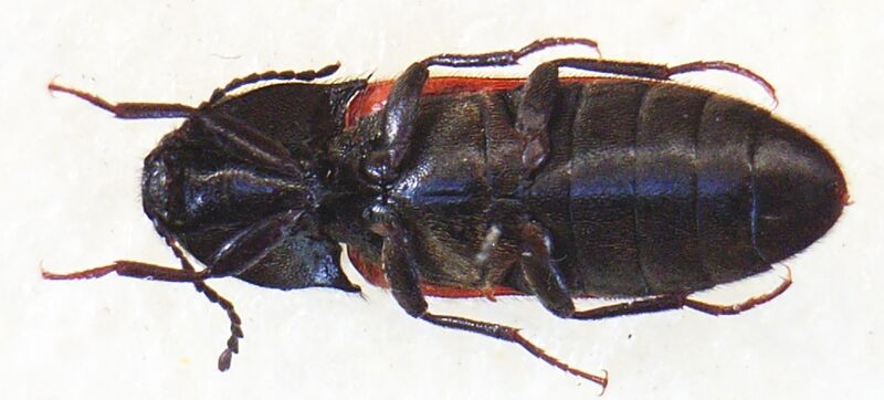 Файл:Ampedus sanguinolentus underside.JPG