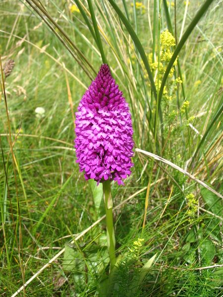 Файл:Anacamptis pyramidalis - Orchis Pyramidal.JPG