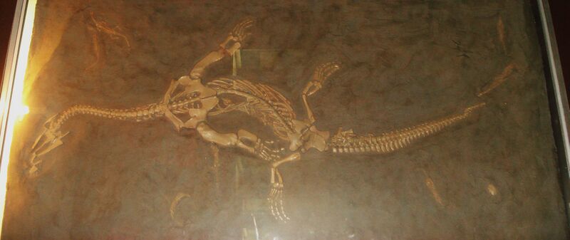 Файл:Ceresiosaurus calcagnii.JPG