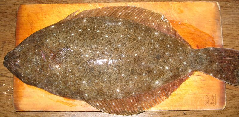 Файл:Hirame flatfish front.JPG