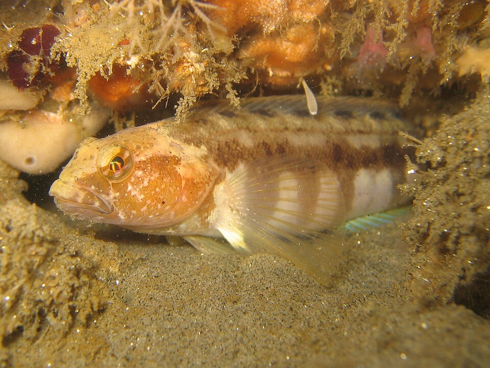 Файл:Stripedfin ronquil.JPG