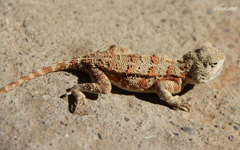 Файл:Trapelus lessonae.JPG