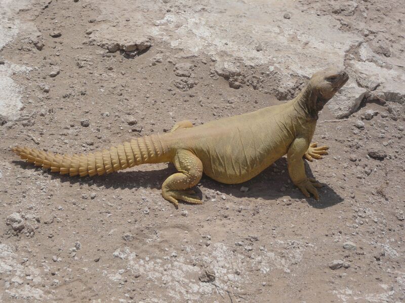 Файл:Uromastyx-unknown.JPG