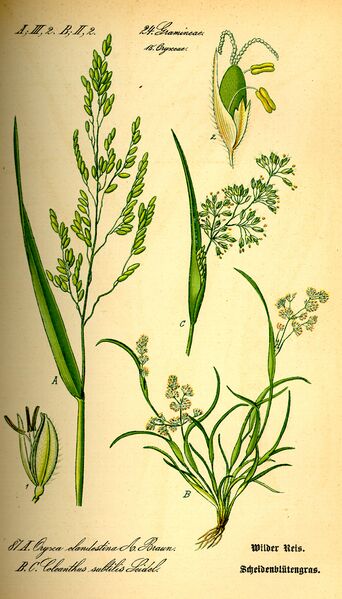 Файл:Coleanthus subtilis Thome.jpg
