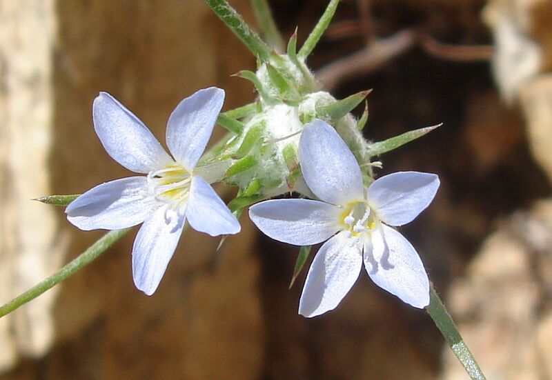 Файл:Eriastrumdiffusum.jpg