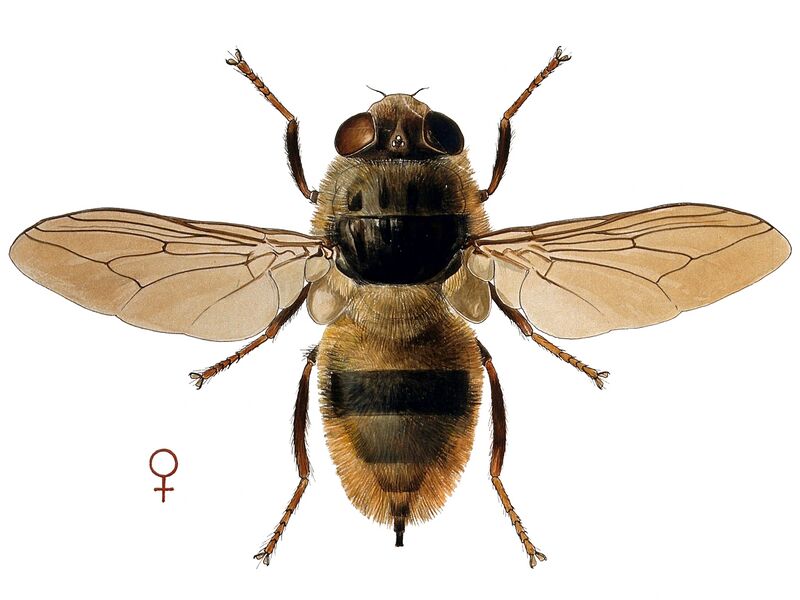 Файл:Hypoderma bovis.jpg