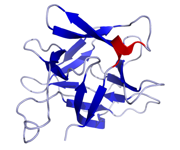 Файл:IL18 Solution Structure.rsh.png