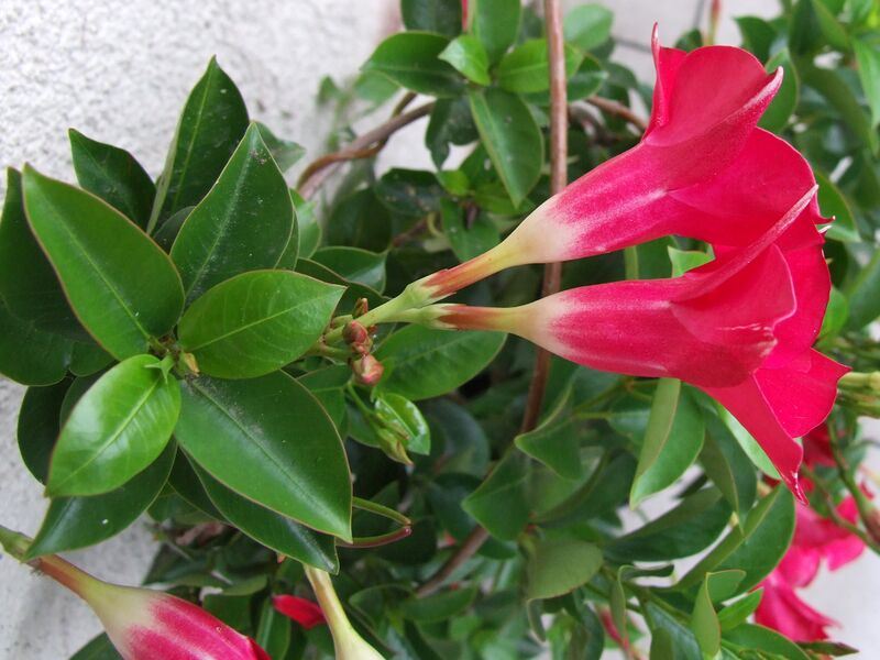 Файл:Mandevilla sanderi a2.JPG