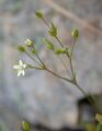Minuartia hybrida