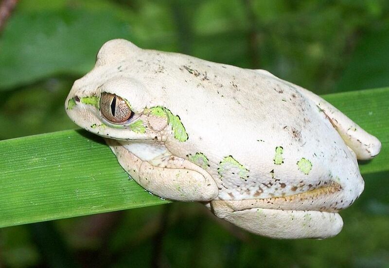 Файл:Natal Forest Treefrog Bazely.JPG