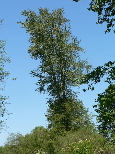Файл:Populus trichocarpa 05897.JPG