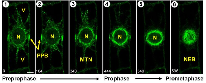 Файл:Preprophase.jpg