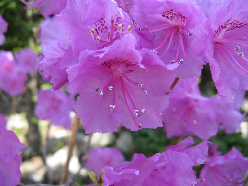 Файл:Rhododendron mucronulatum4.jpg
