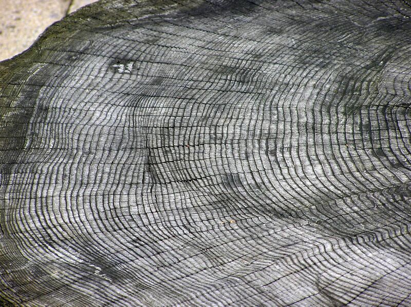 Файл:Tree.ring.arp.jpg