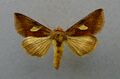 Autographa bractea