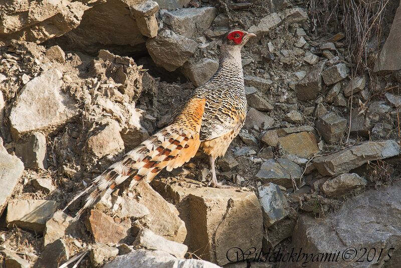 Файл:Cheer Pheasant.jpg