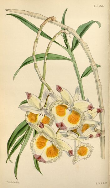 Файл:Dendrobium devonianum.jpg
