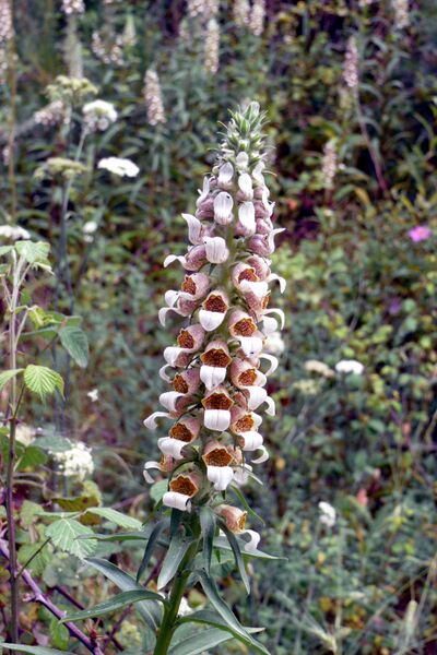 Файл:Digitalis lanata 1.JPG