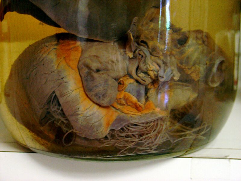Файл:Heartworm.JPG