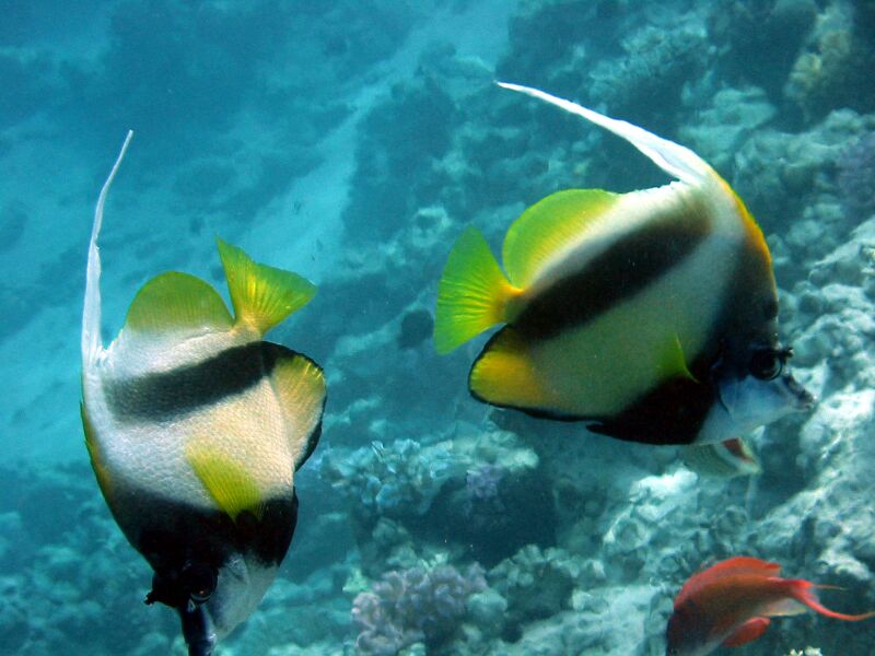 Файл:Heniochus intermedius2.JPG