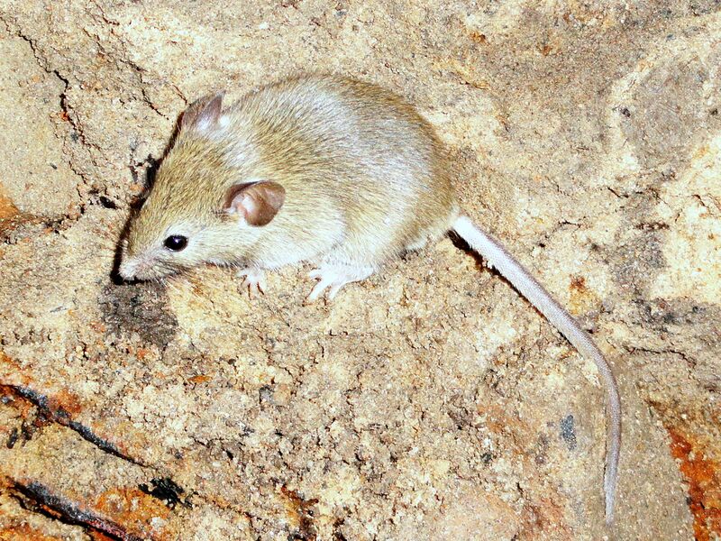 Файл:Mus musculus 2011.jpg