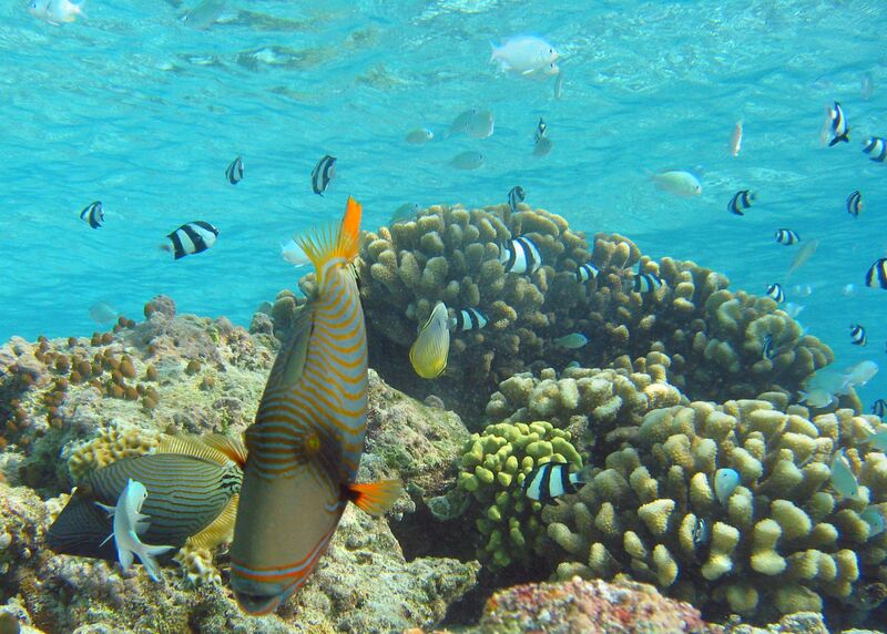 Файл:Orange-lined Triggerfish2.jpg