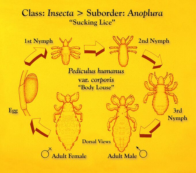 Файл:Pediculus humanus development.jpg