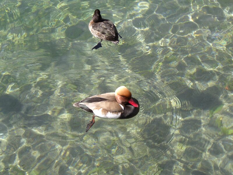 Файл:Red-crested Pochard in Swizerland.JPG