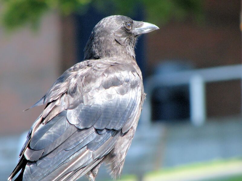 Файл:Common crow.jpg