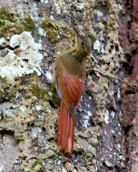 Файл:Deconychura longicauda - Long-tailed Woodcreeper.JPG