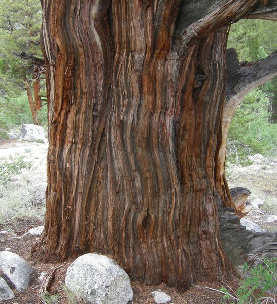 Файл:JuniperBark.JPG