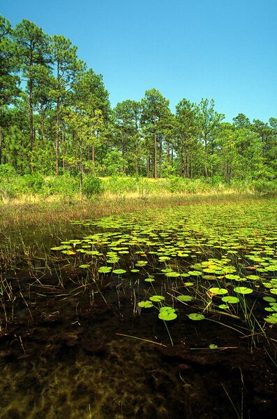 Файл:Patsy pond croatan nf.jpg