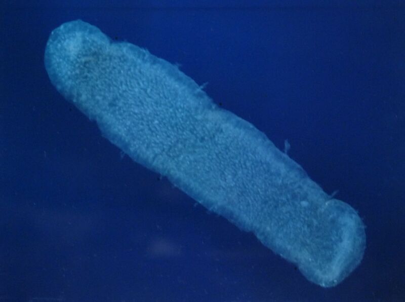 Файл:Pyrosoma atlanticum.JPG