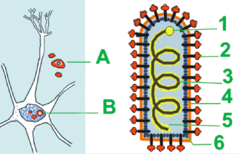 Файл:Rabid virus schema.png